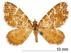Psaliodes fervescens by the Smithsonian. Used under a CC0 license.