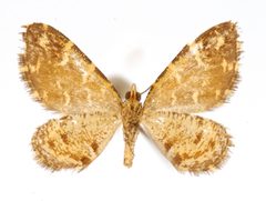 Psaliodes fervescens by the Smithsonian. Used under a CC0 license.