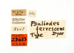 Psaliodes fervescens by the Smithsonian. Used under a CC0 license.