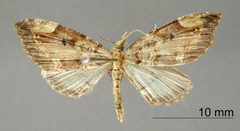 Psaliodes limbata by the Smithsonian. Used under a CC0 license.