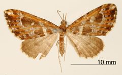 Psaliodes rica by the Smithsonian. Used under a CC0 license.