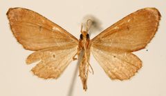 Psaliodes sutum by the Smithsonian. Used under a CC0 license.