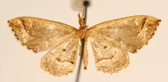 Psaliodes torsilinea by the Smithsonian. Used under a CC0 license.