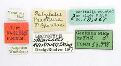 Sabulodes mastaura by the Smithsonian. Used under a CC0 license.