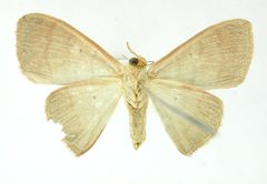 Semaeopus curta by the Smithsonian. Used under a CC0 license.