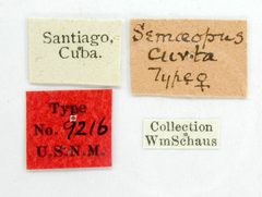 Semaeopus curta by the Smithsonian. Used under a CC0 license.