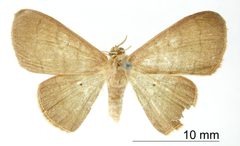 Semaeopus curta by the Smithsonian. Used under a CC0 license.