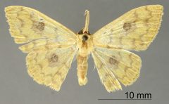 Semaeopus discosa by the Smithsonian. Used under a CC0 license.