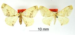 Sicya calurodon by the Smithsonian. Used under a CC0 license.