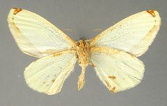 Sicya dognini by the Smithsonian. Used under a CC0 license.