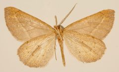 Sicya vigasia by the Smithsonian. Used under a CC0 license.