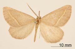 Sicya vigasia by the Smithsonian. Used under a CC0 license.
