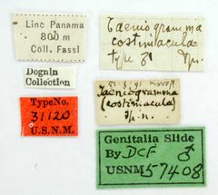 Taeniogramma costimacula by the Smithsonian. Used under a CC0 license.