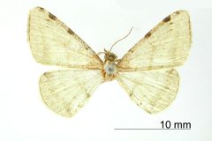 Taeniogramma costimacula by the Smithsonian. Used under a CC0 license.