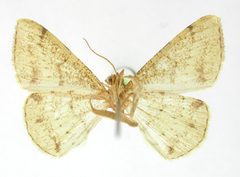 Taeniogramma costimacula by the Smithsonian. Used under a CC0 license.