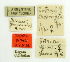Tetracis erosinata by the Smithsonian. Used under a CC0 license.