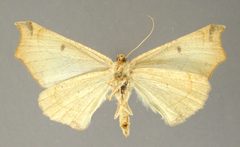Tetracis erosinata by the Smithsonian. Used under a CC0 license.