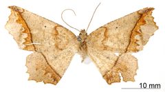 Tetracis picturata by the Smithsonian. Used under a CC0 license.