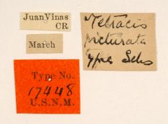 Tetracis picturata by the Smithsonian. Used under a CC0 license.