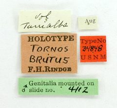 Tornos brutus by the Smithsonian. Used under a CC0 license.