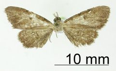 Tornos pusillus by the Smithsonian. Used under a CC0 license.