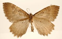 Triphosa quasiplaga by the Smithsonian. Used under a CC0 license.