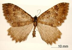 Triphosa quasiplaga by the Smithsonian. Used under a CC0 license.
