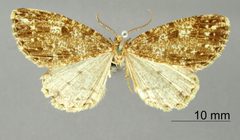 Vinemina muraenata by the Smithsonian. Used under a CC0 license.