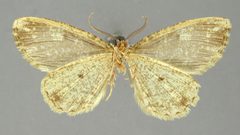 Vinemina muraenata by the Smithsonian. Used under a CC0 license.