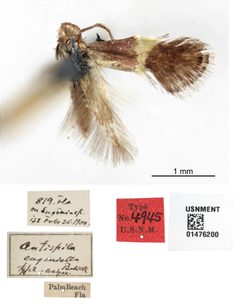 Antispila eugeniella by the Smithsonian. Used under a CC0 license.
