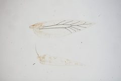 Antispila major by the Smithsonian. Used under a CC0 license.