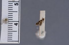 Antispila major by the Smithsonian. Used under a CC0 license.