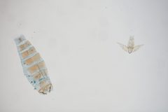 Antispila major by the Smithsonian. Used under a CC0 license.