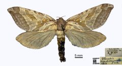 Sthenopis argenteomaculatus by the Smithsonian. Used under a CC0 license.