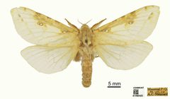Sthenopis thule by the Smithsonian. Used under a CC0 license.
