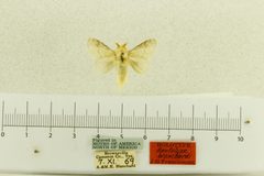 Apotolype blanchardi by the Smithsonian. Used under a CC0 license.