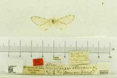 Artace nigripalpis by the Smithsonian. Used under a CC0 license.