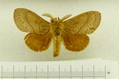 Gloveria coronada by the Smithsonian. Used under a CC0 license.