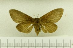 Gloveria obsoleta by the Smithsonian. Used under a CC0 license.