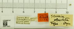 Gloveria obsoleta by the Smithsonian. Used under a CC0 license.