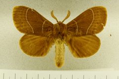 Gloveria valens by the Smithsonian. Used under a CC0 license.