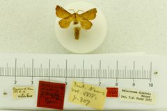 Malacosoma disstria var. anita by the Smithsonian. Used under a CC0 license.