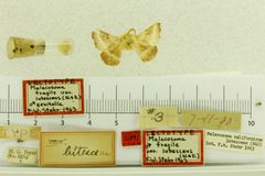 Malacosoma fragile var. lutescens by the Smithsonian. Used under a CC0 license.
