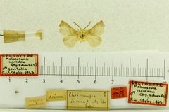 Malacosoma incurva by the Smithsonian. Used under a CC0 license.