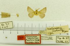 Malacosoma inducta by the Smithsonian. Used under a CC0 license.