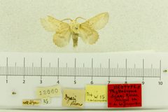 Phyllodesma dyari by the Smithsonian. Used under a CC0 license.