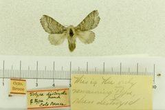 Tolype distincta by the Smithsonian. Used under a CC0 license.