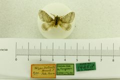 Tolype distincta by the Smithsonian. Used under a CC0 license.