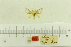 Tolype minta by the Smithsonian. Used under a CC0 license.