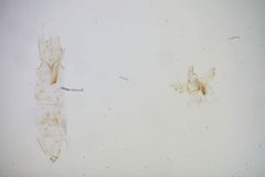 Homaloxestis surrepta by the Smithsonian. Used under a CC0 license.